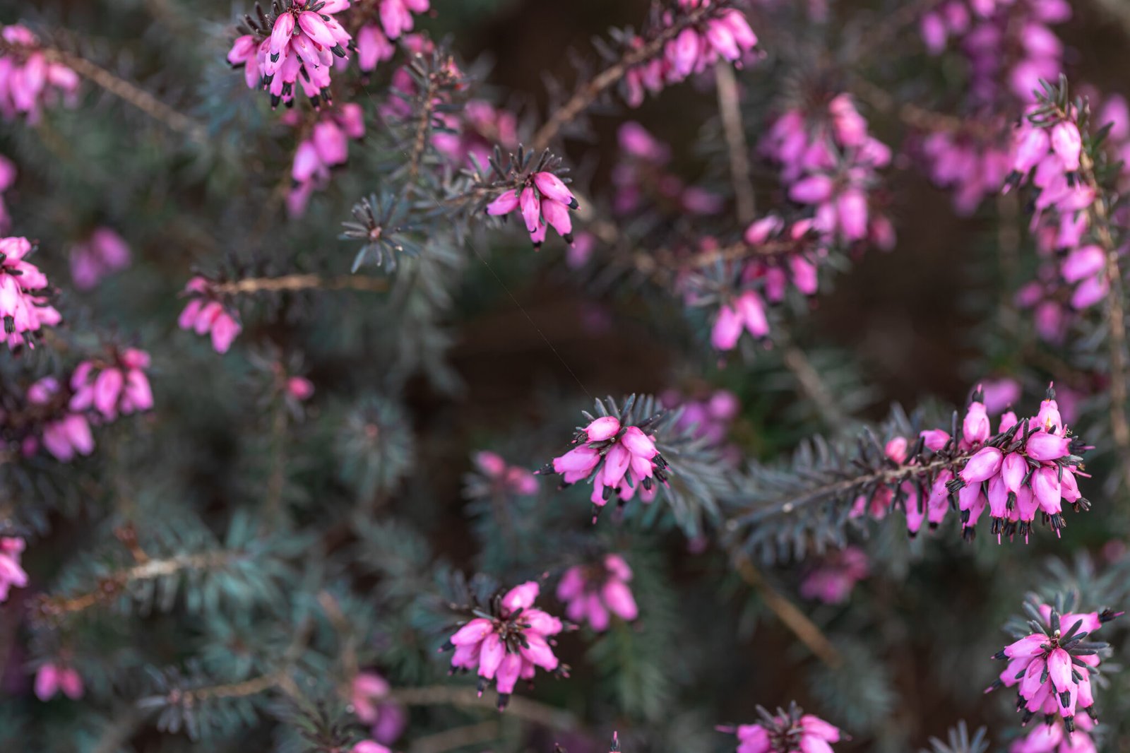 Natural oils benefits and side effects