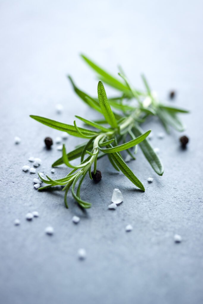 rosemary plant