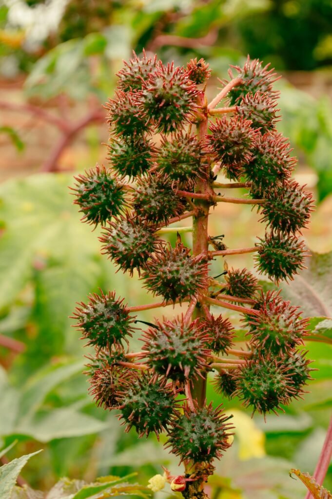 Ricinus communis