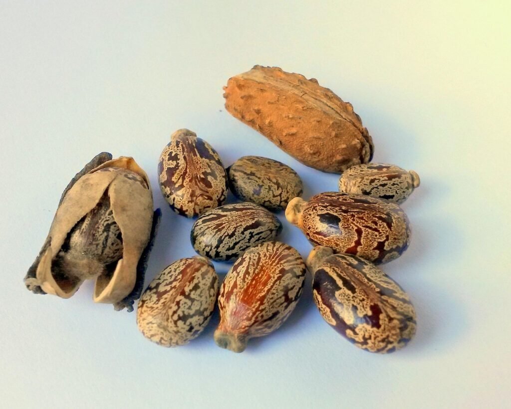 castor oil seeds